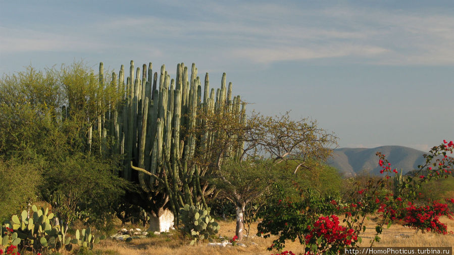 Долина кактусов Пуэбла, Мексика