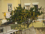 вот так меж крышами растет лимонное дерево