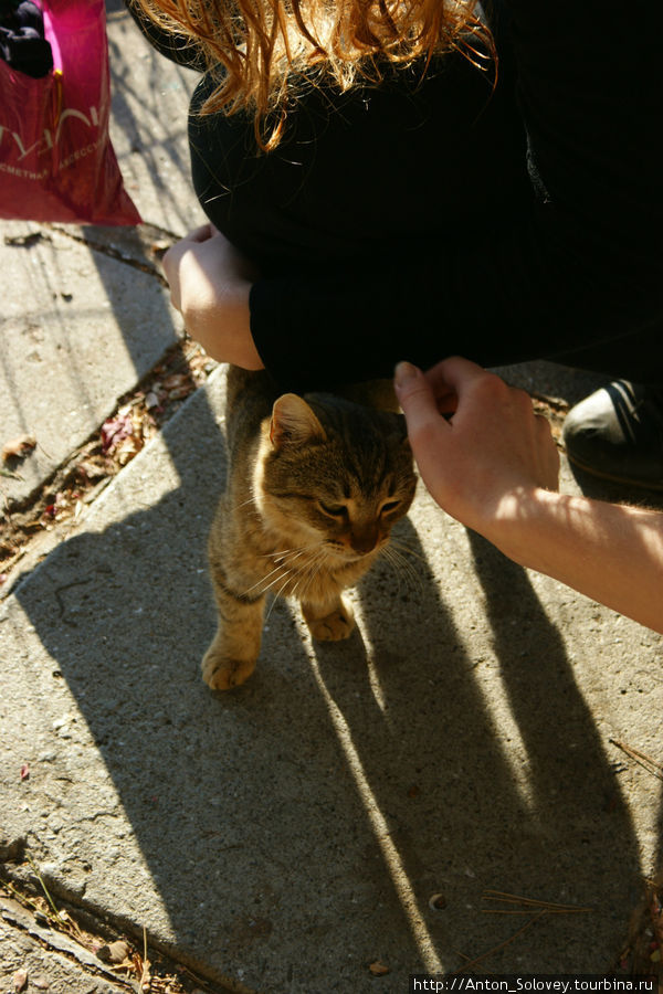 Мы были атакованы бесчисленным количеством кошек, мурчащих и просящих еды. Республика Крым, Россия