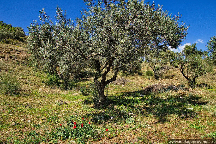 Олива средиземноморская обыкновенная