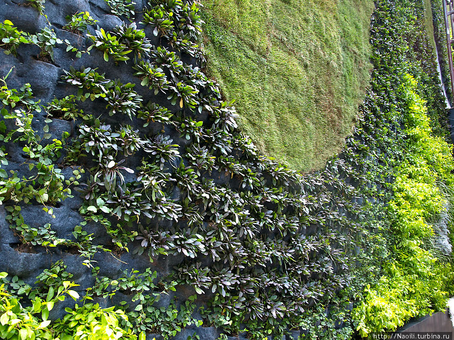 Зеленая стена состоит из множества горшочков Мехико, Мексика