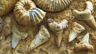 Окаменелости сохранили до наших дней  детали образов древних обитателей океана – раковины аммонитов и зубы акул