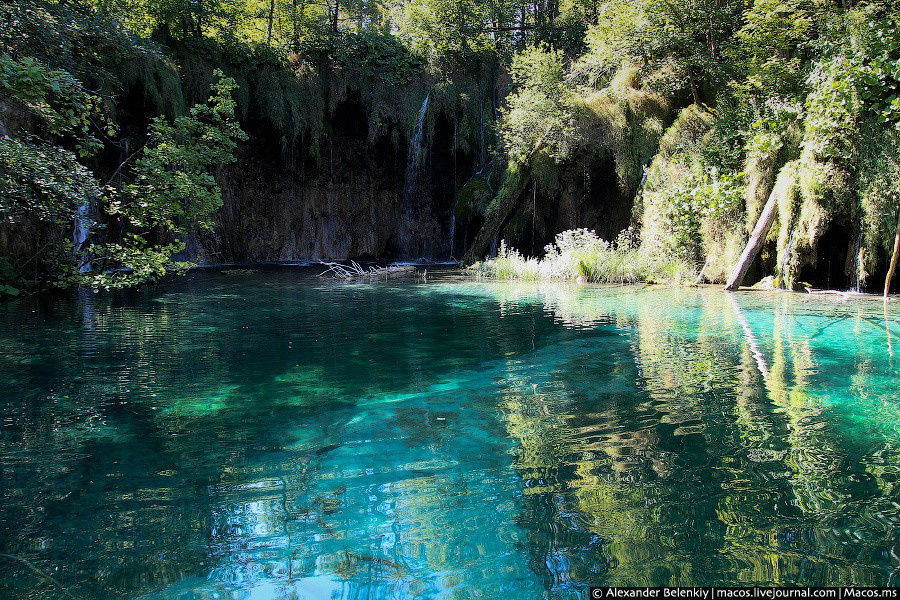 Цвет воды зависит от подводных растений, они везде разные. В этом и чудо Плитвицких озер, на одной небольшой территории — огромное разнообразие флоры. Национальный парк Плитвицкие озёра, Хорватия
