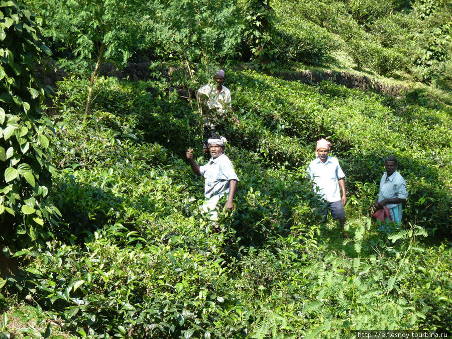 Это типа садовники, они корчуют лишнее, дорожки протаптывают. Сам лист собирают бабы. Штат Керала, Индия