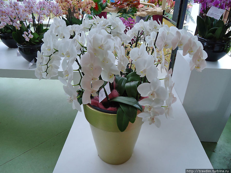 Павильон королевы Беатрикс, или царство орхидей