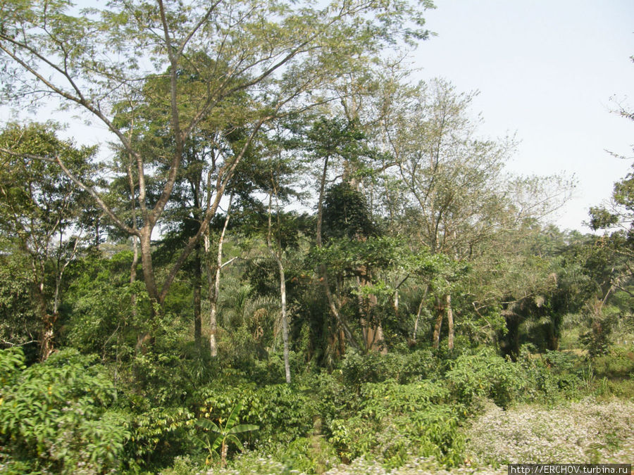 Заповедник лес Зиама. Провинция Нзерекоре, Гвинея