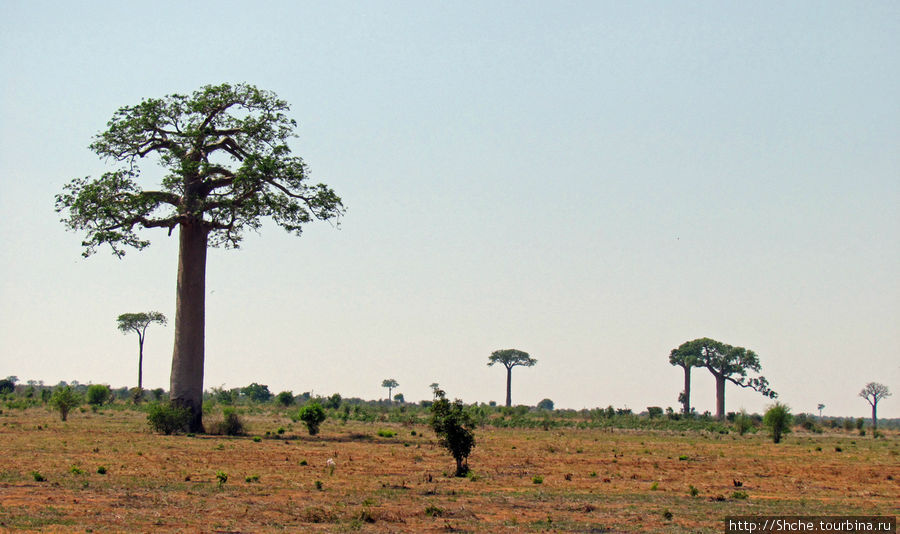 Роща Провинция Тулиара, Мадагаскар
