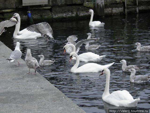 Лебеди в порту. Ставангер, Норвегия