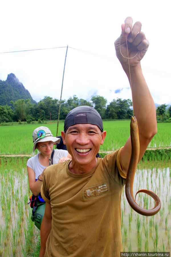 Угрей ловят прямо на рисовых чеках Ванвьенг, Лаос
