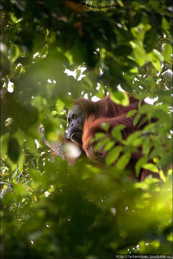 Царство орангутанга. Gunung Leuser National Park, Суматра Гунунг-Лёсер Национальный парк, Индонезия