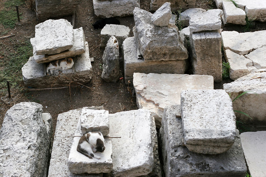 Бездомные кошки в Риме содержатся в бывших дворцах. Рим, Италия