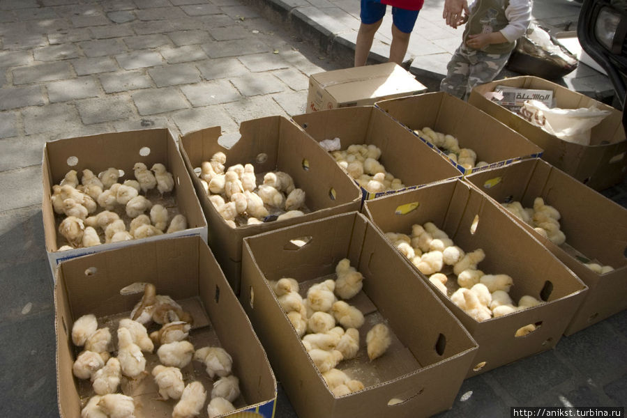 Лишь через два дня мы поймем, зачем в Бабтуме продавали живых цыплят Дамаск, Сирия