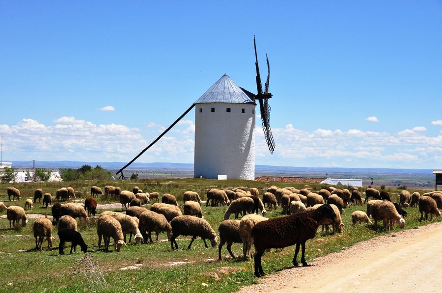 Мельницы и овцы Кампо-де-Криптана, Испания