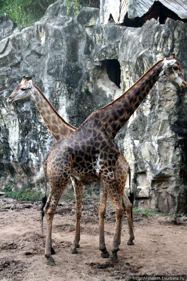 Два жирафа Бангкок, Таиланд