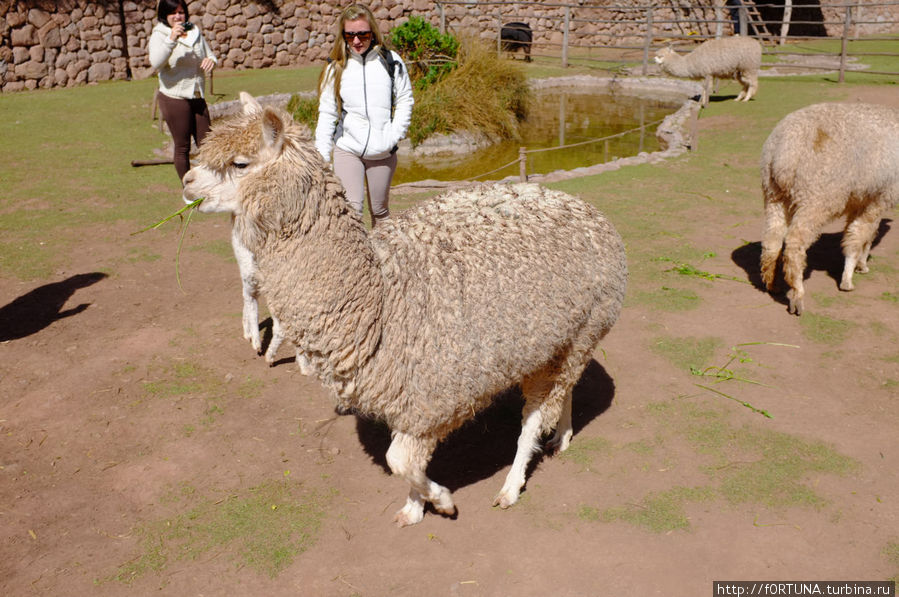 альпаки Куско, Перу