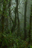 Мшистый лес по пути к вершине горы Беринчанг, Камерон Хайлендс