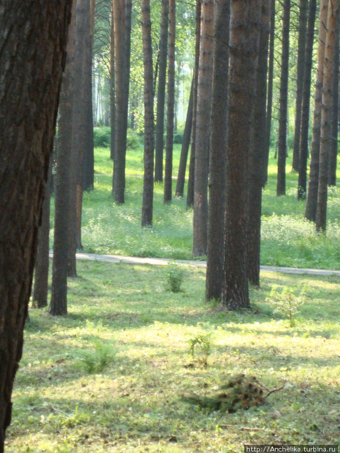 Природный парк  в Северске. Северск, Россия