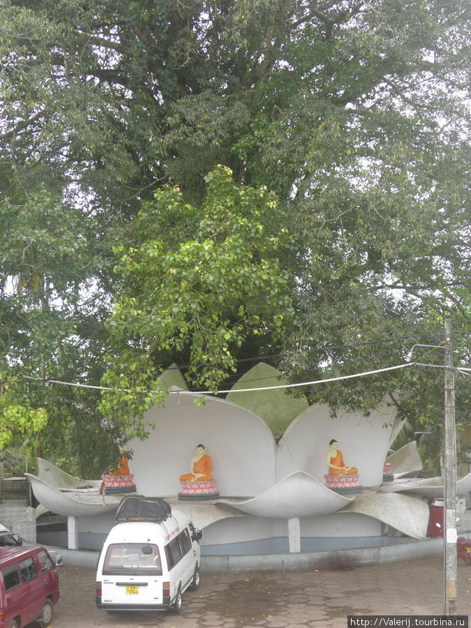 Традиционное для буддийских храмов дерево для медитации ... Бентота, Шри-Ланка