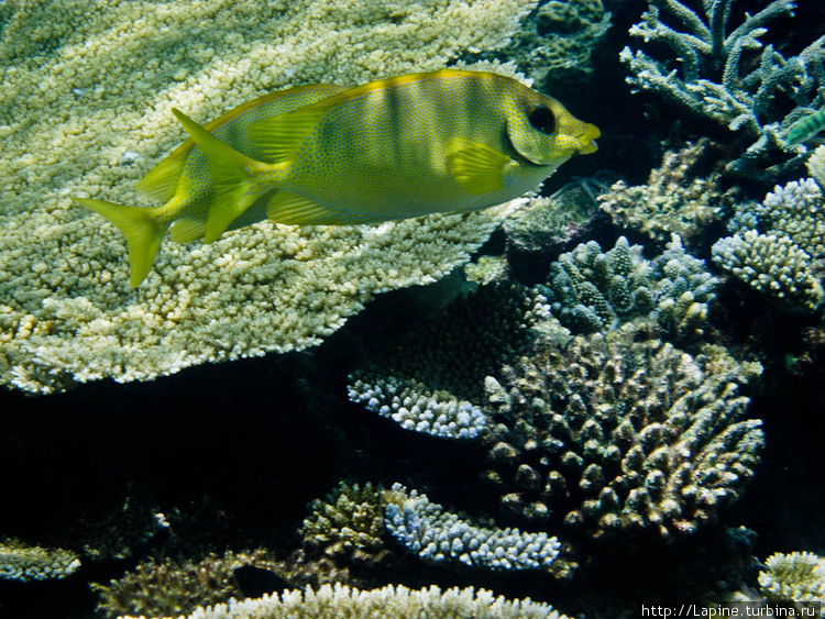 Пара коралловых рыб-кроликов (Siganus corallinus)