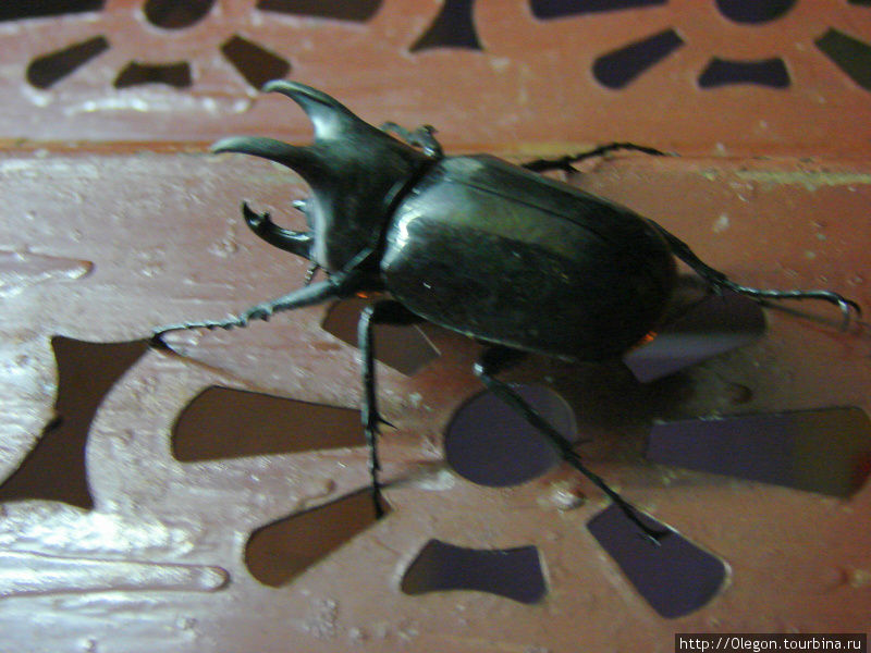 Жаль, не получилось передать размер этого жука- размах его крыльев в полёте около двадцати сантиметров Кота-Кинабалу, Малайзия