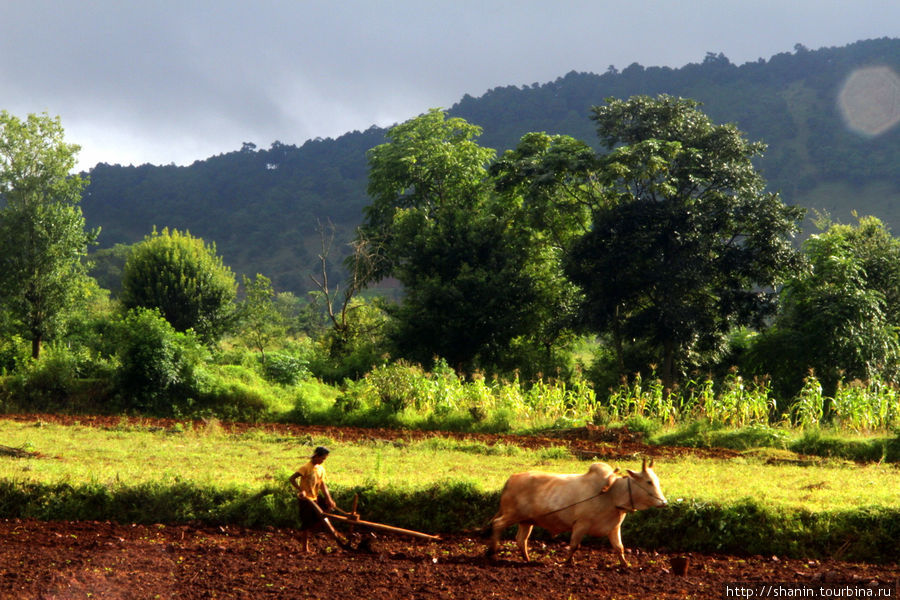 Пашут на быках Штат Шан, Мьянма
