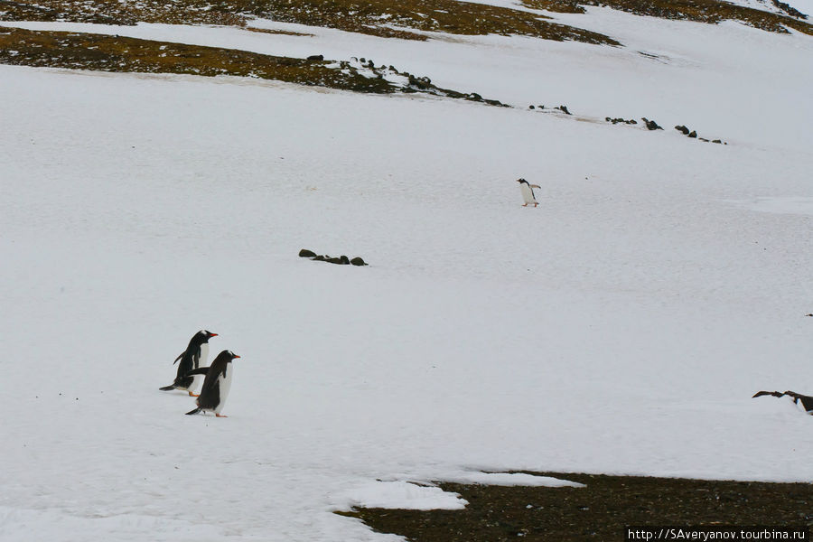 Пингвины , морские львы и шторм у берегов Антарктики. Остров Роберта, Антарктида