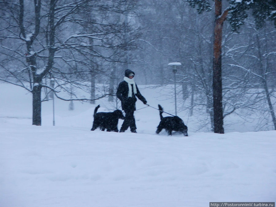 Настоящая зима: снежный Хельсинки Хельсинки, Финляндия
