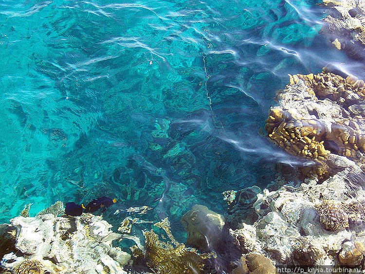 В Красном море плавают разнообразные яркие рыбы Израиль