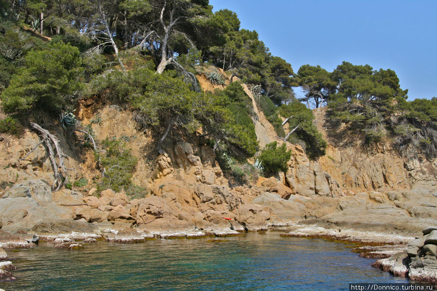 Сосны занимают любой доступный для них кусочек земли на почти отвесных скалистых берегах Ллорет-де-Мар, Испания