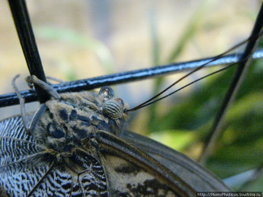 Бабочка как она есть Провинция Алахуэла, Коста-Рика