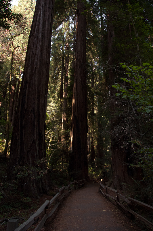 В парке Muir Woods