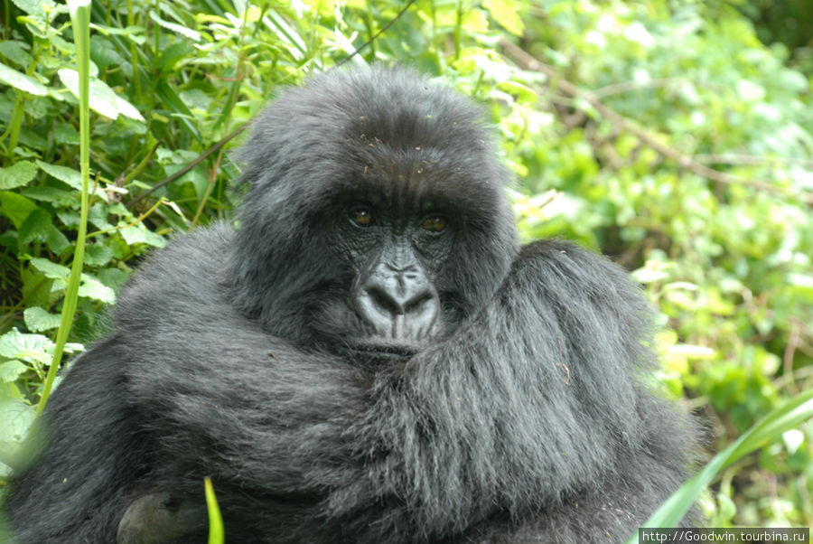 Первой позировала довольно угрюмая тётка Вулканос Национальный Парк, Руанда