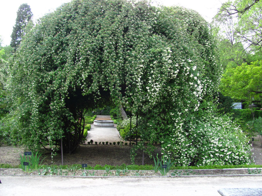 эта арка увита плющевидной розой Мадрид, Испания