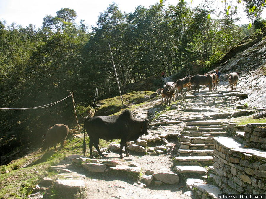 Трек вокруг Аннапурны: вверх по лестнице, ведущей в никуда Горепани, Непал
