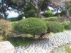 Ботанический сад в японском стиле.