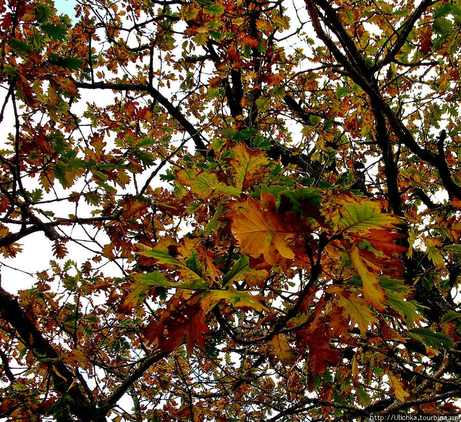 Осень в Сакартвело Марнеули, Грузия