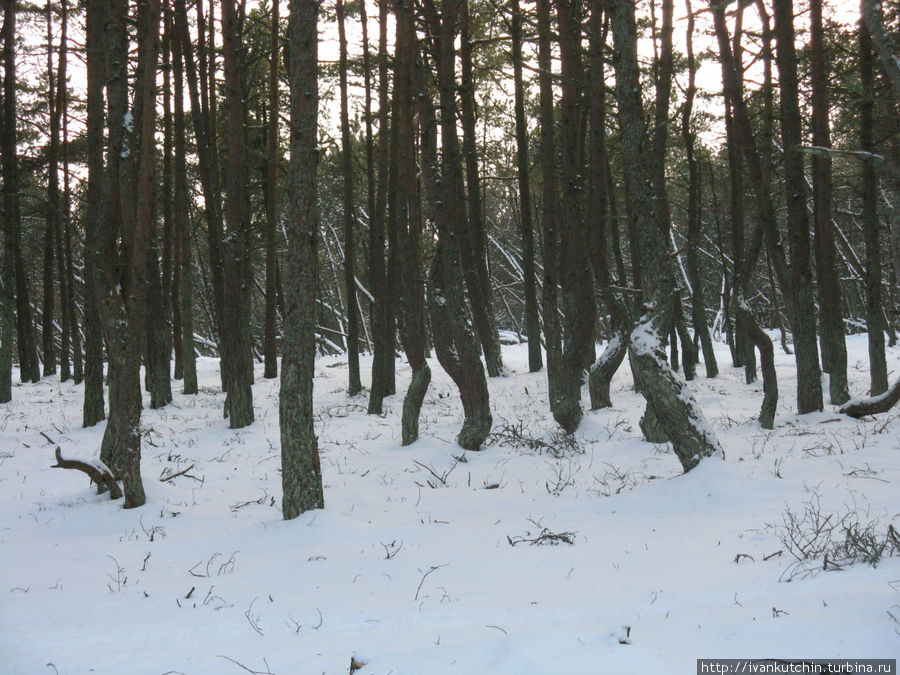 На заднем плане лес уже не танцует, а стоит, слегка подкошенный ветром Куршская Коса Национальный Парк, Россия