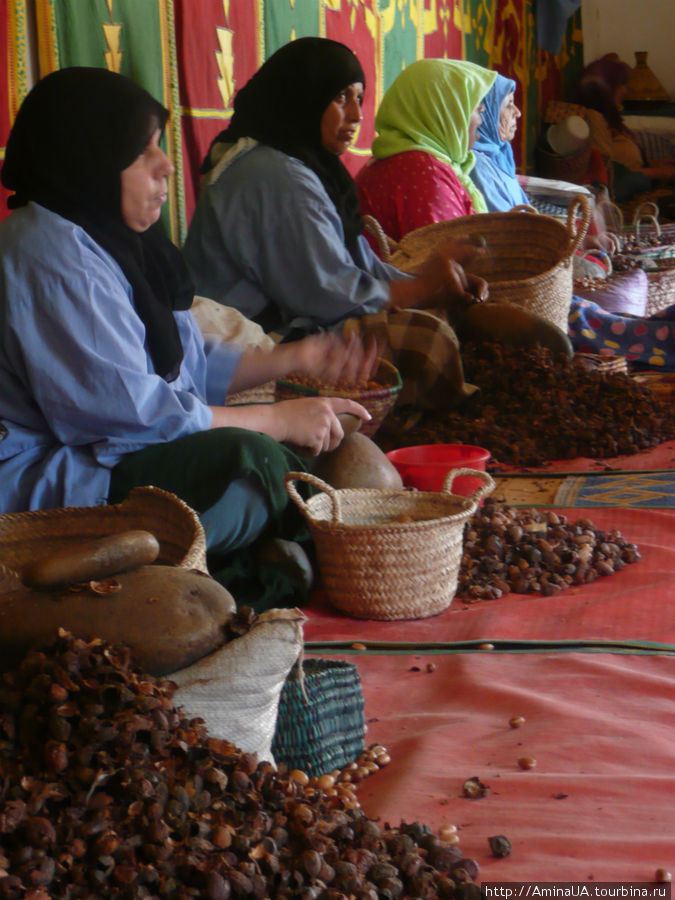 чистят плоды арганы... Марокко