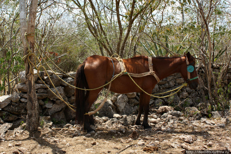 Лошадка на отдыхе. Кузама, Мексика
