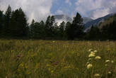 Альпийские луга над Катунью, на высоте белее км над уровнем моря.