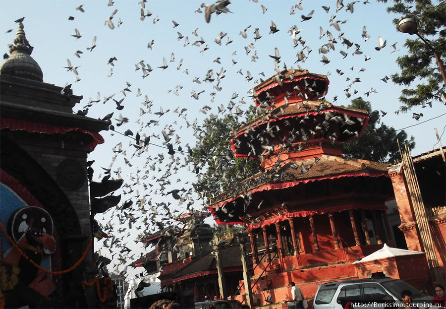 На дворцовой площади Катманду полно голубей. Непал
