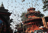 На дворцовой площади Катманду полно голубей.
