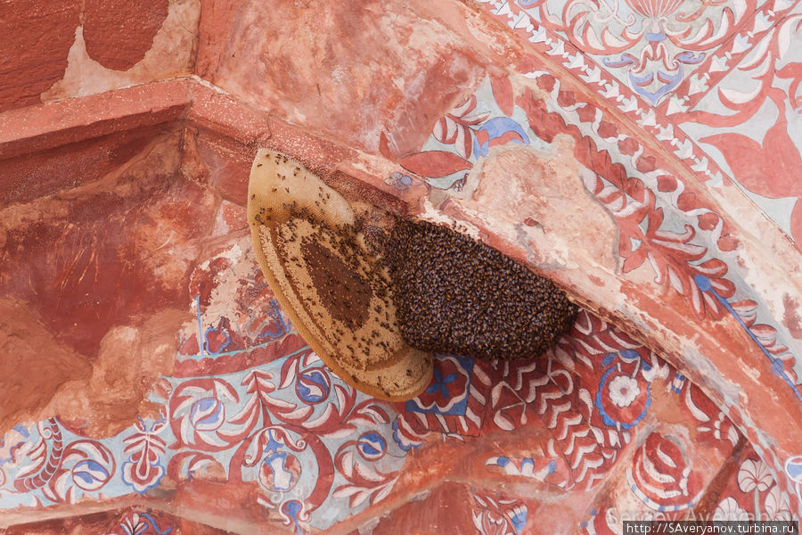 Гнёзда диких пчёл под сводами мечети Джама-Масджид Джайпур, Индия
