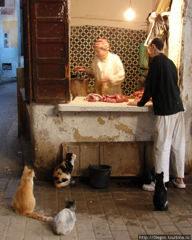 У лавки мясника сидят кошки Фес, Марокко