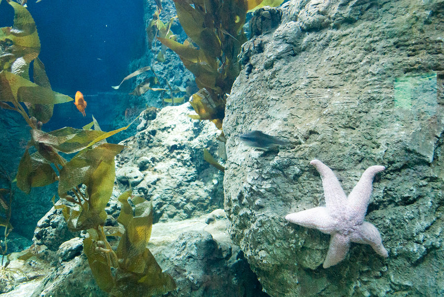 Крупнейший океанариум в Европе Валенсия, Испания