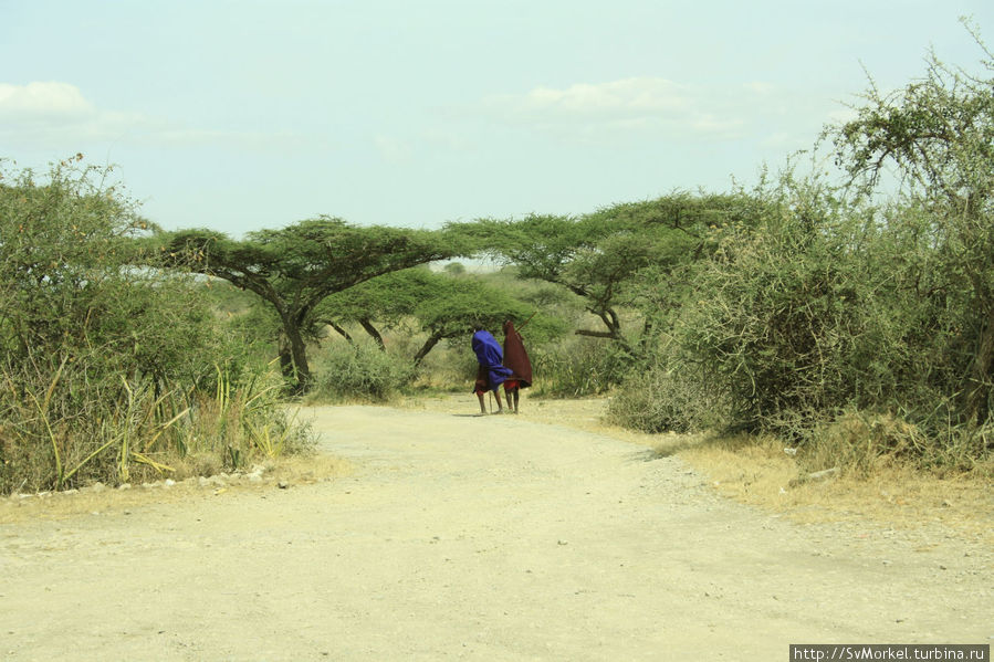 Ветронно в саванне... Аруша, Танзания