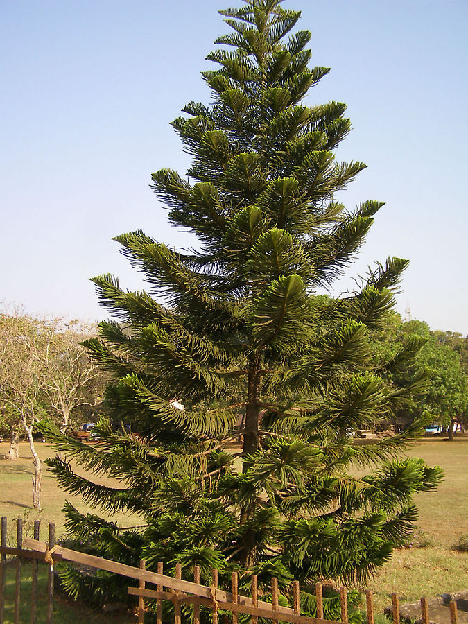 Араукария (индийская елка) Индия
