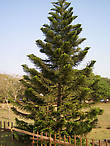 Араукария (индийская елка)