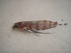 15 Декабря 2011 г. Сев.Атлантика. 
Первая летучая рыбка залетевшая на палубу.
