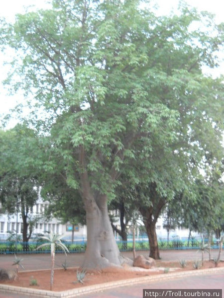 Двойное дерево и при нем малые такие же Габороне, Ботсвана